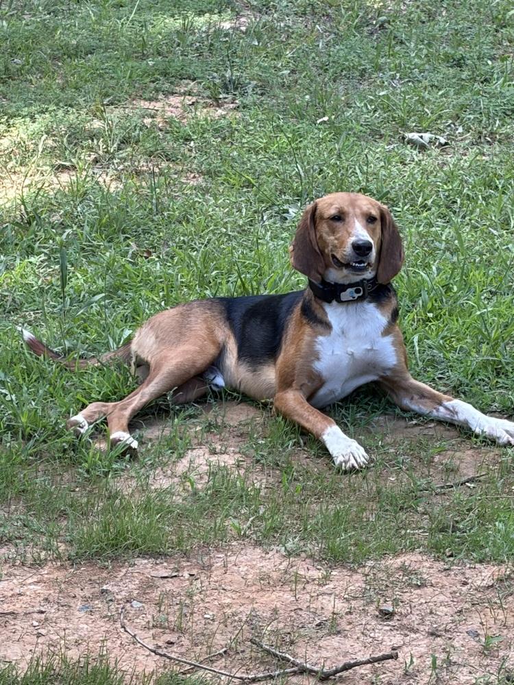 Andy, a Adoptable mixed breed in Louisa, VA image 1/6