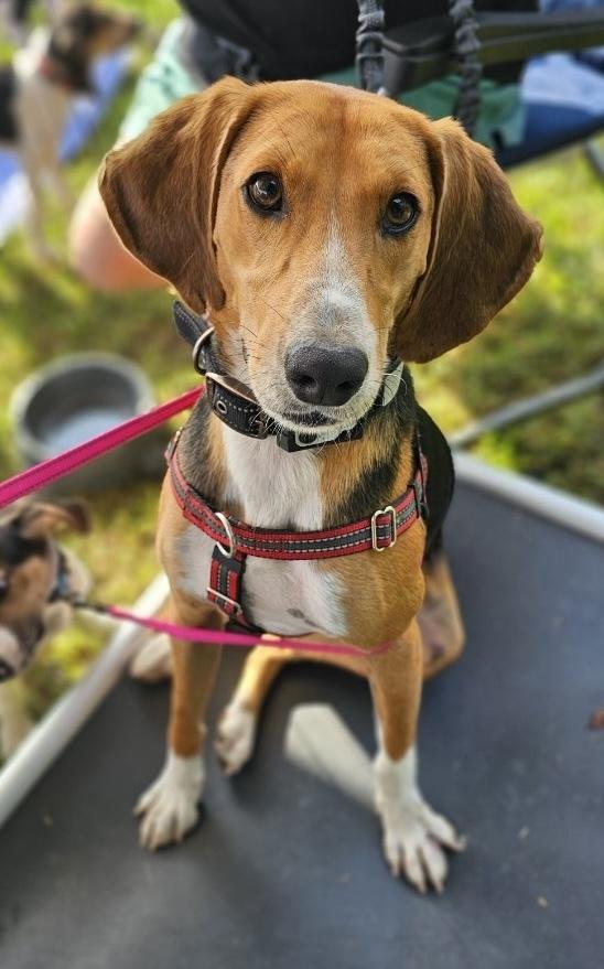 Enlarge Andy, a Adoptable mixed breed in Louisa, VA image 1/6