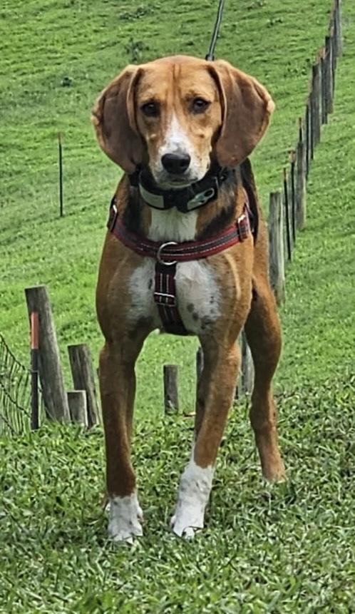 Enlarge Andy, a Adoptable mixed breed in Louisa, VA image 2/6