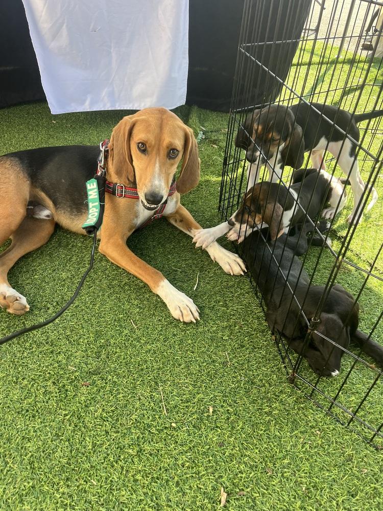 Enlarge Andy, a Adoptable mixed breed in Louisa, VA image 2/6