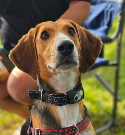 Enlarge Andy, a Adoptable mixed breed in Louisa, VA image 3/6