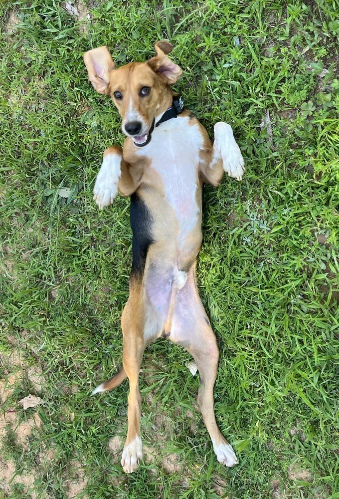 Andy, a Adoptable mixed breed in Louisa, VA image 2/6