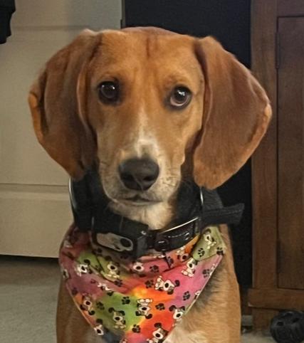 Andy, a Adoptable mixed breed in Louisa, VA image 3/6