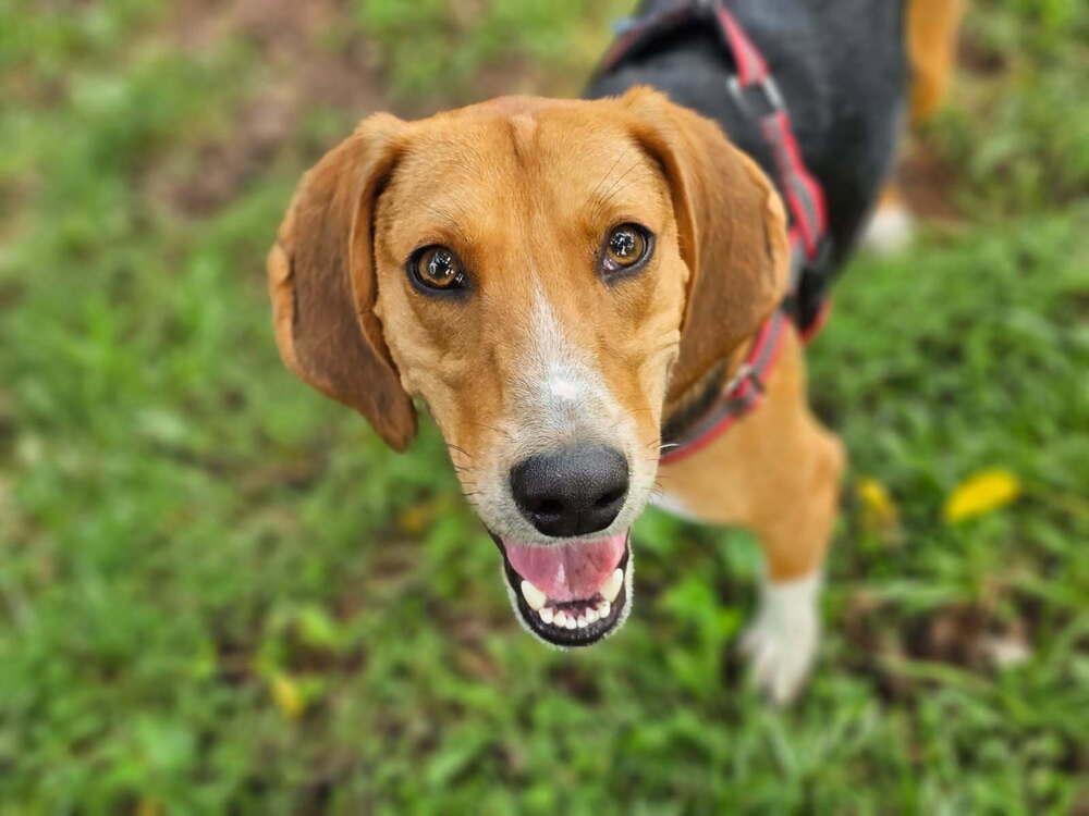 Enlarge Andy, a Adoptable mixed breed in Louisa, VA image 4/6