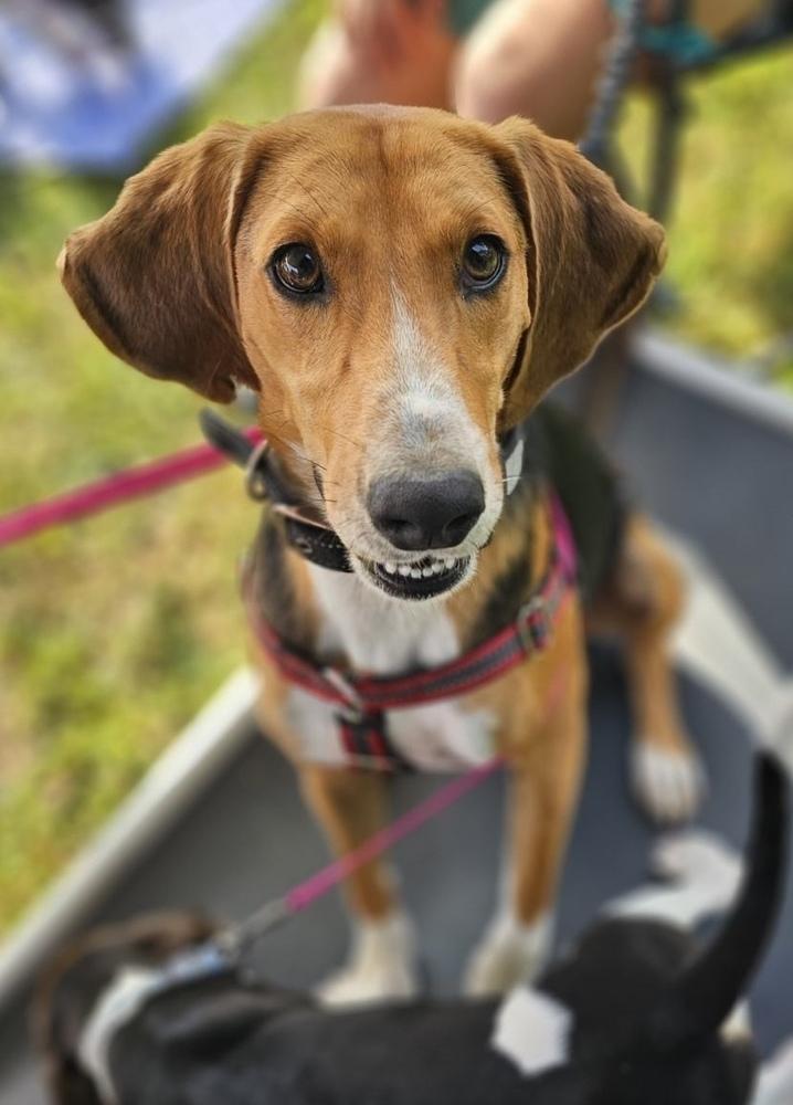 Enlarge Andy, a Adoptable mixed breed in Louisa, VA image 4/6