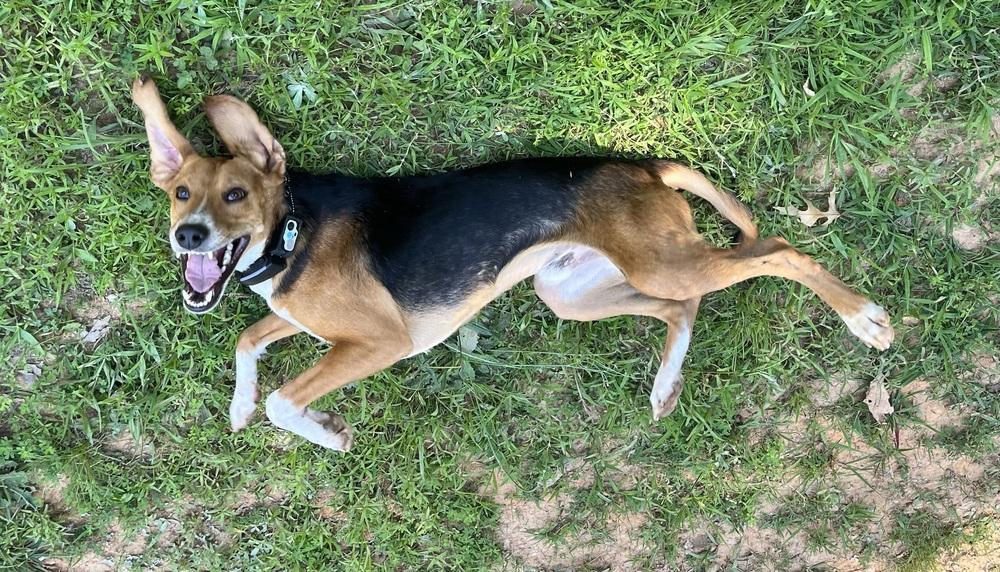Andy, a Adoptable mixed breed in Louisa, VA image 5/6