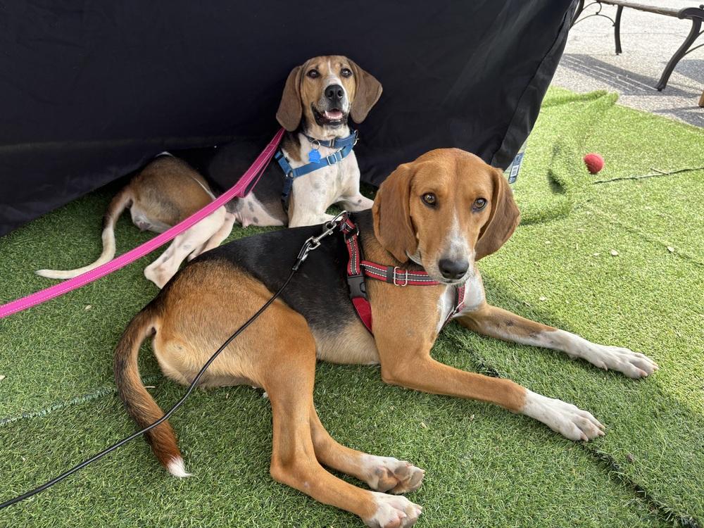 Enlarge Andy, a Adoptable mixed breed in Louisa, VA image 5/6