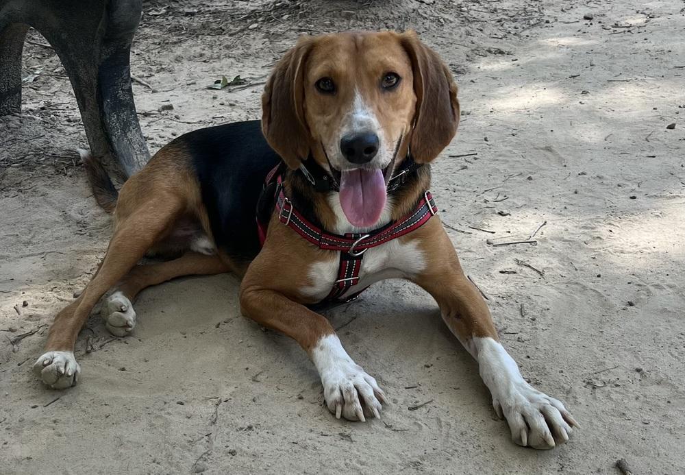 Andy, a Adoptable mixed breed in Louisa, VA image 6/6