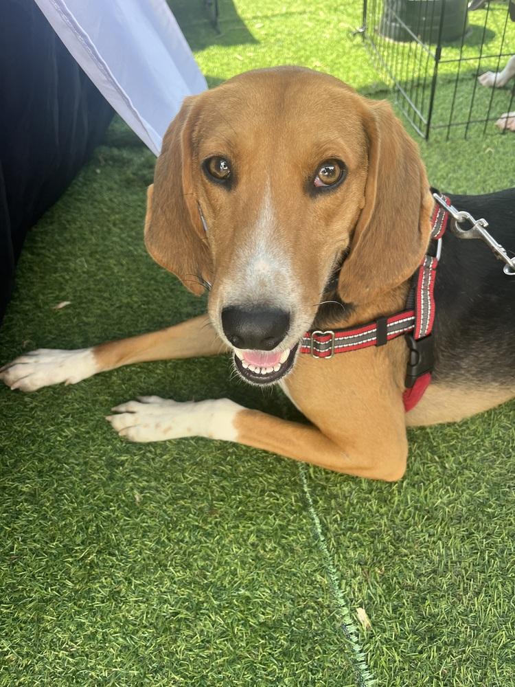 Enlarge Andy, a Adoptable mixed breed in Louisa, VA image 6/6