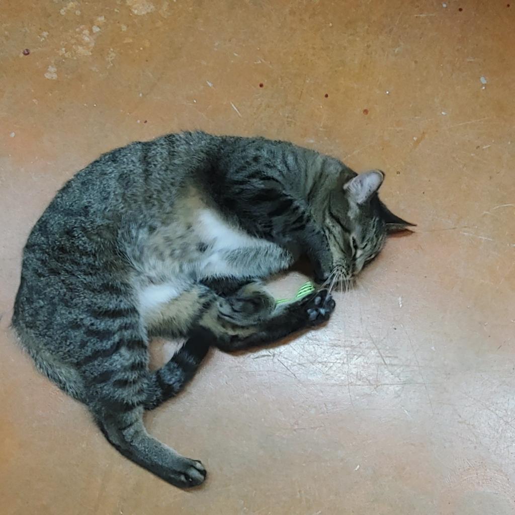Manning, Adoptable, Senior Male Domestic Medium Hair.
