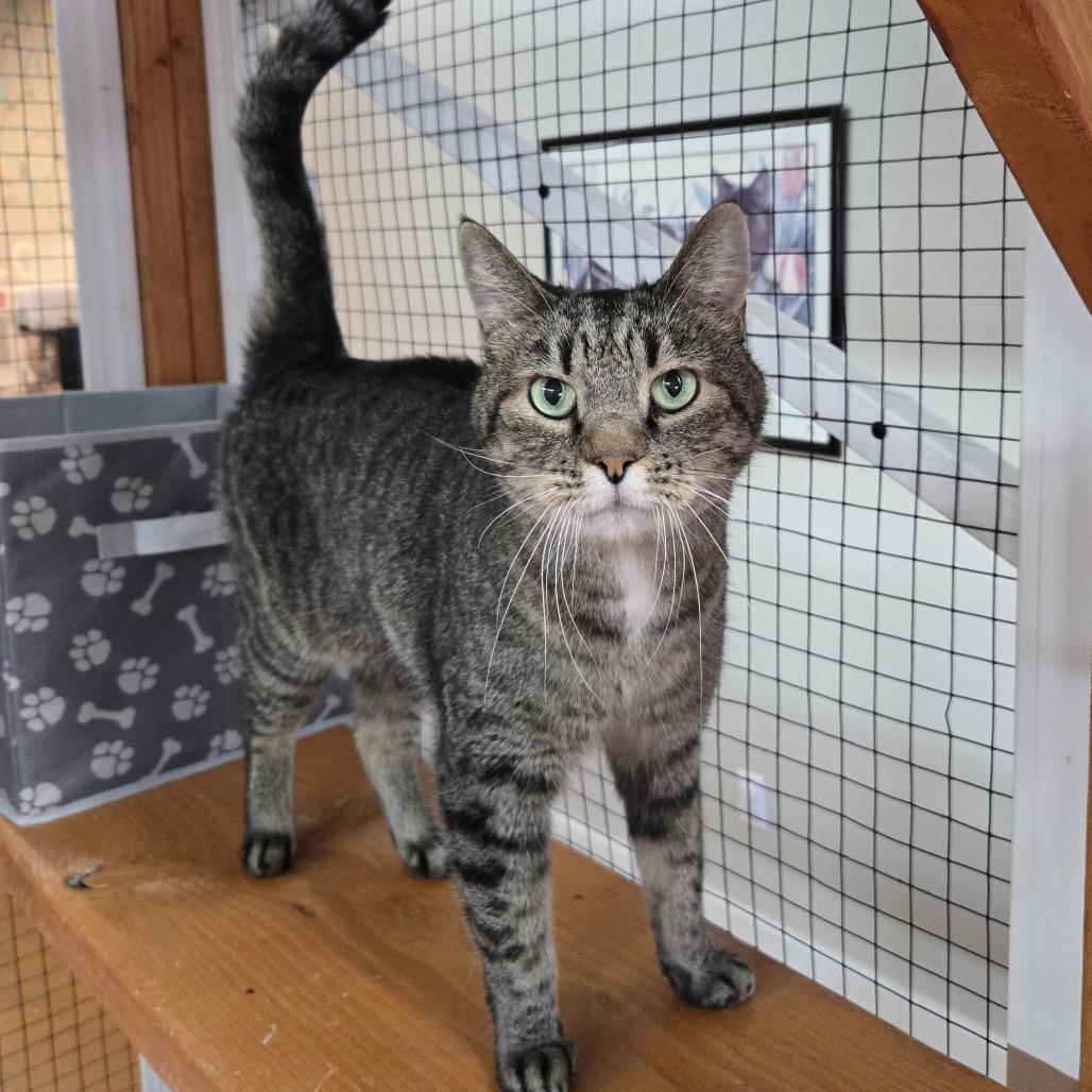 Enlarge Manning, a Adoptable Domestic Medium Hair in Colorado Springs, CO image 2/4