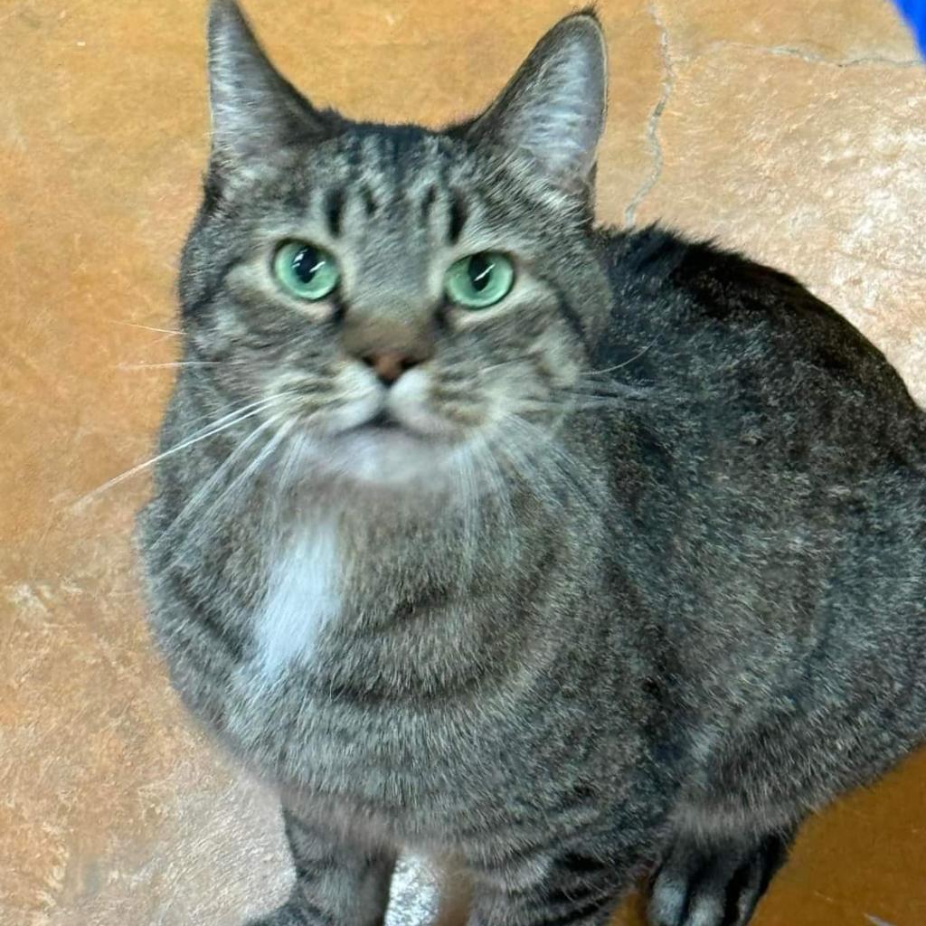 Enlarge Manning, a Adoptable Domestic Medium Hair in Colorado Springs, CO image 3/4