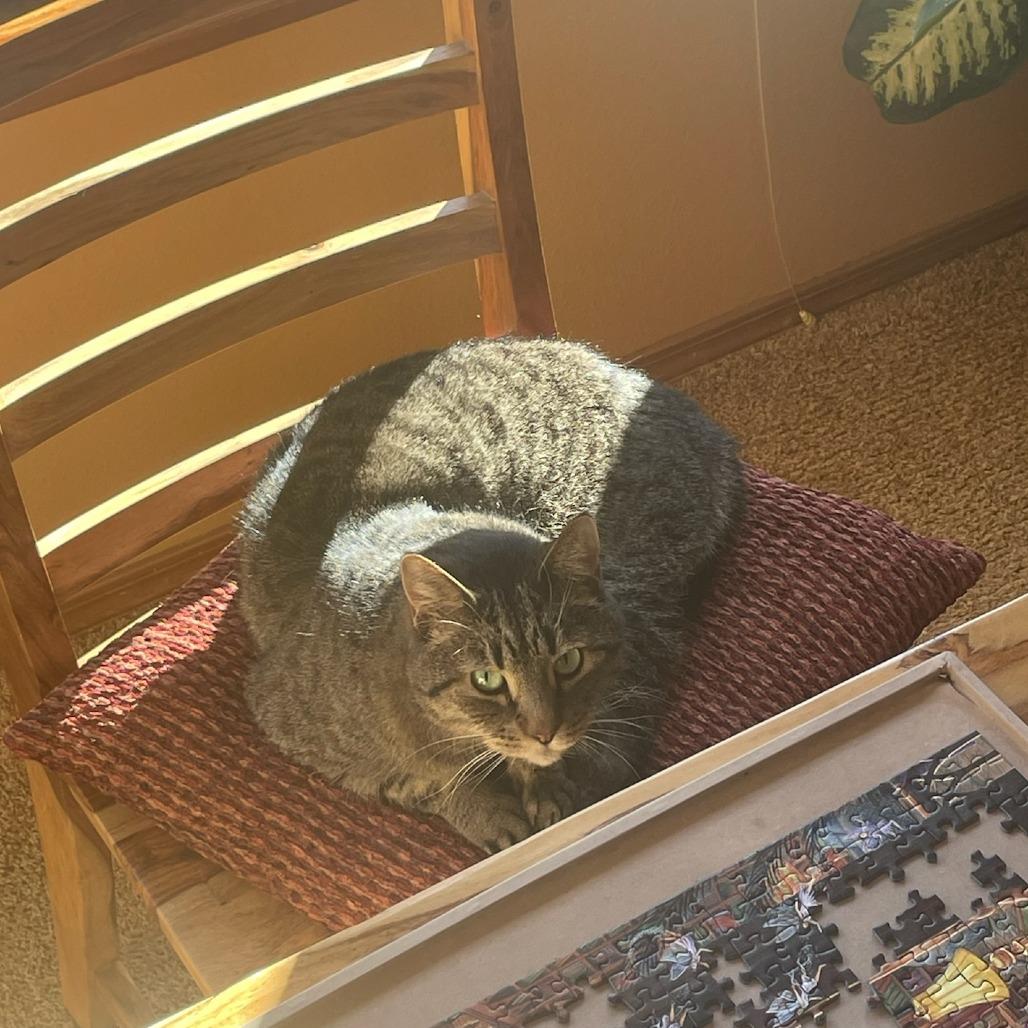 Enlarge Manning, a Adoptable Domestic Medium Hair in Colorado Springs, CO image 4/4