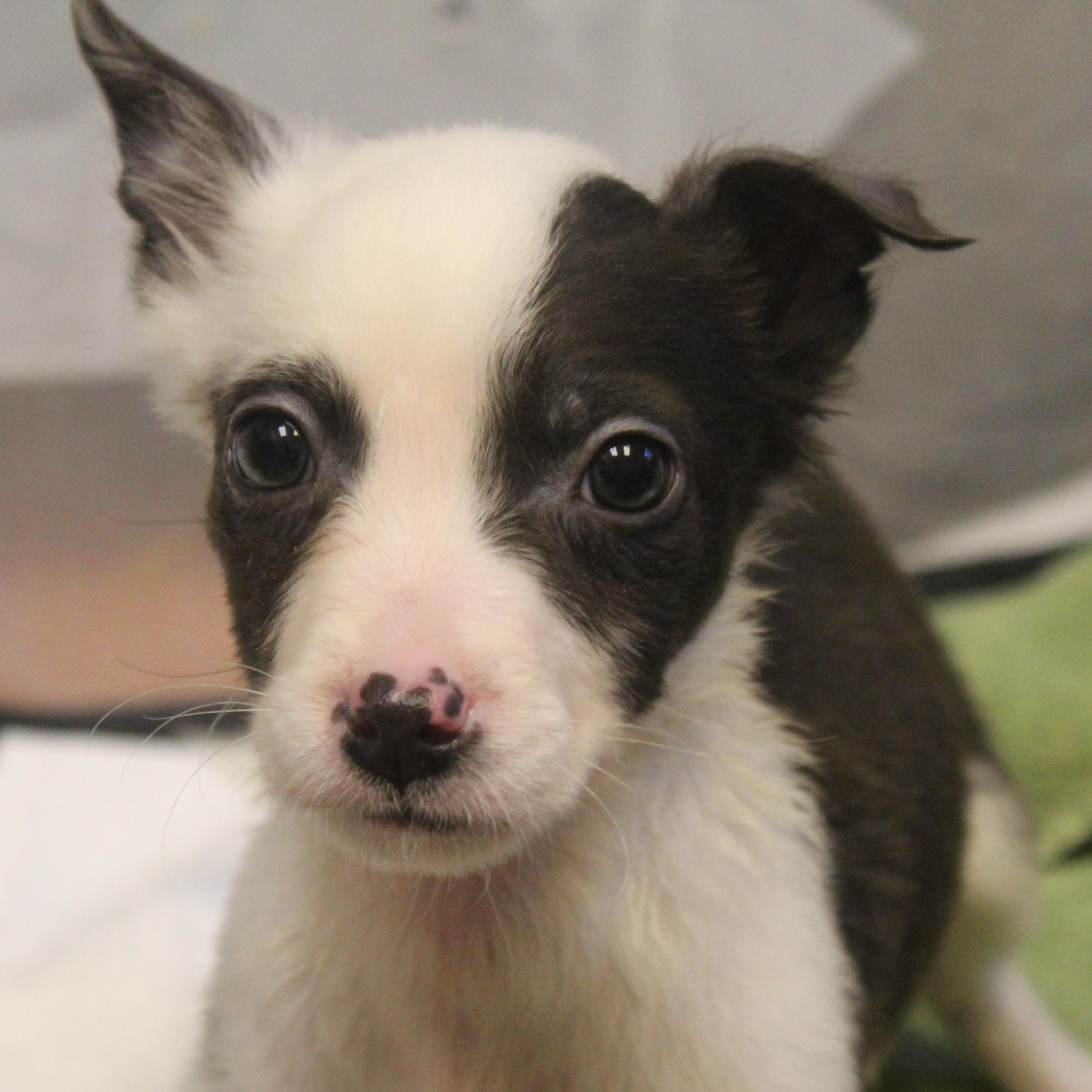 Enlarge Remy, an adopted mixed breed in Yucca Valley, CA image 1/4
