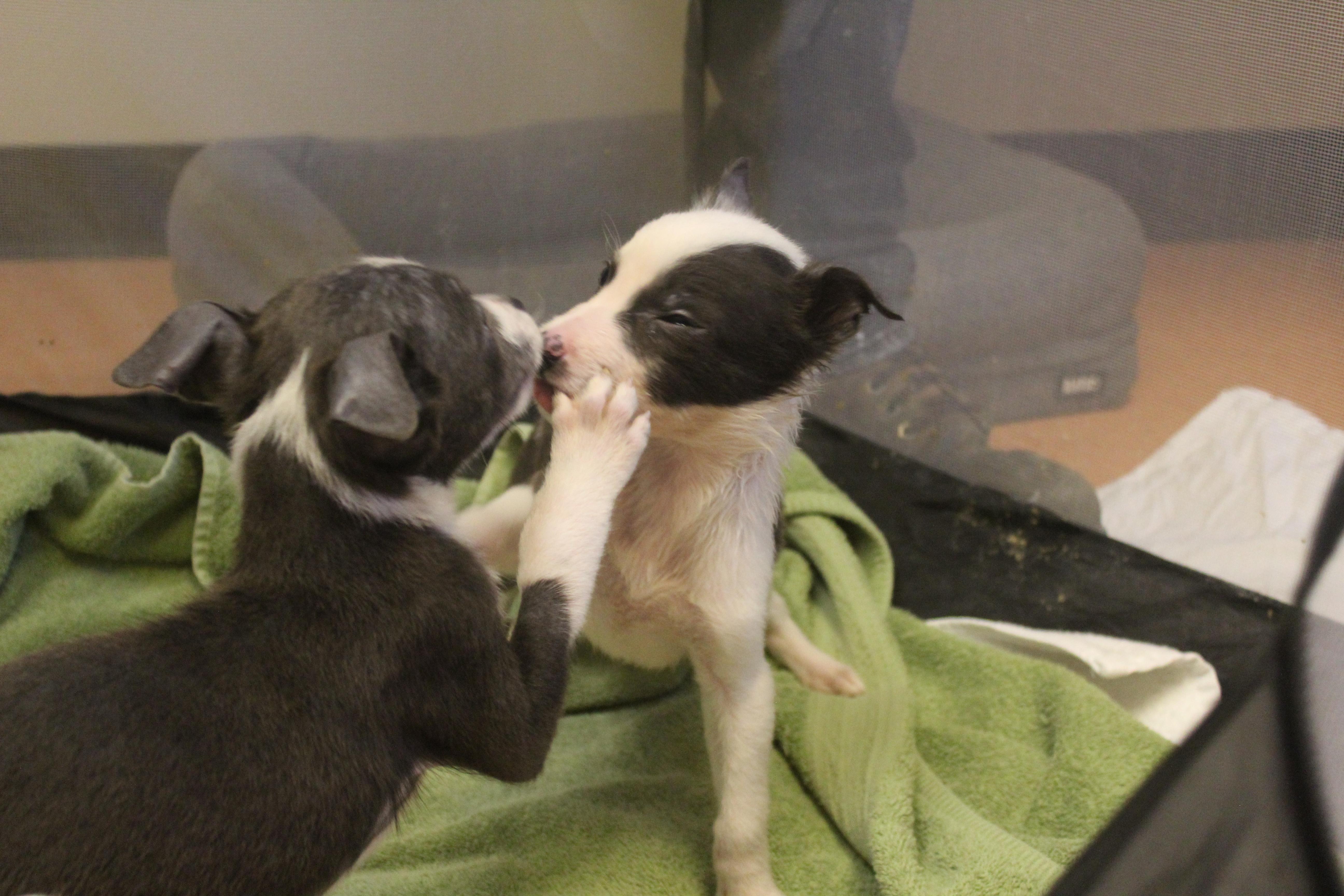 Enlarge Remy, an adopted mixed breed in Yucca Valley, CA image 4/4