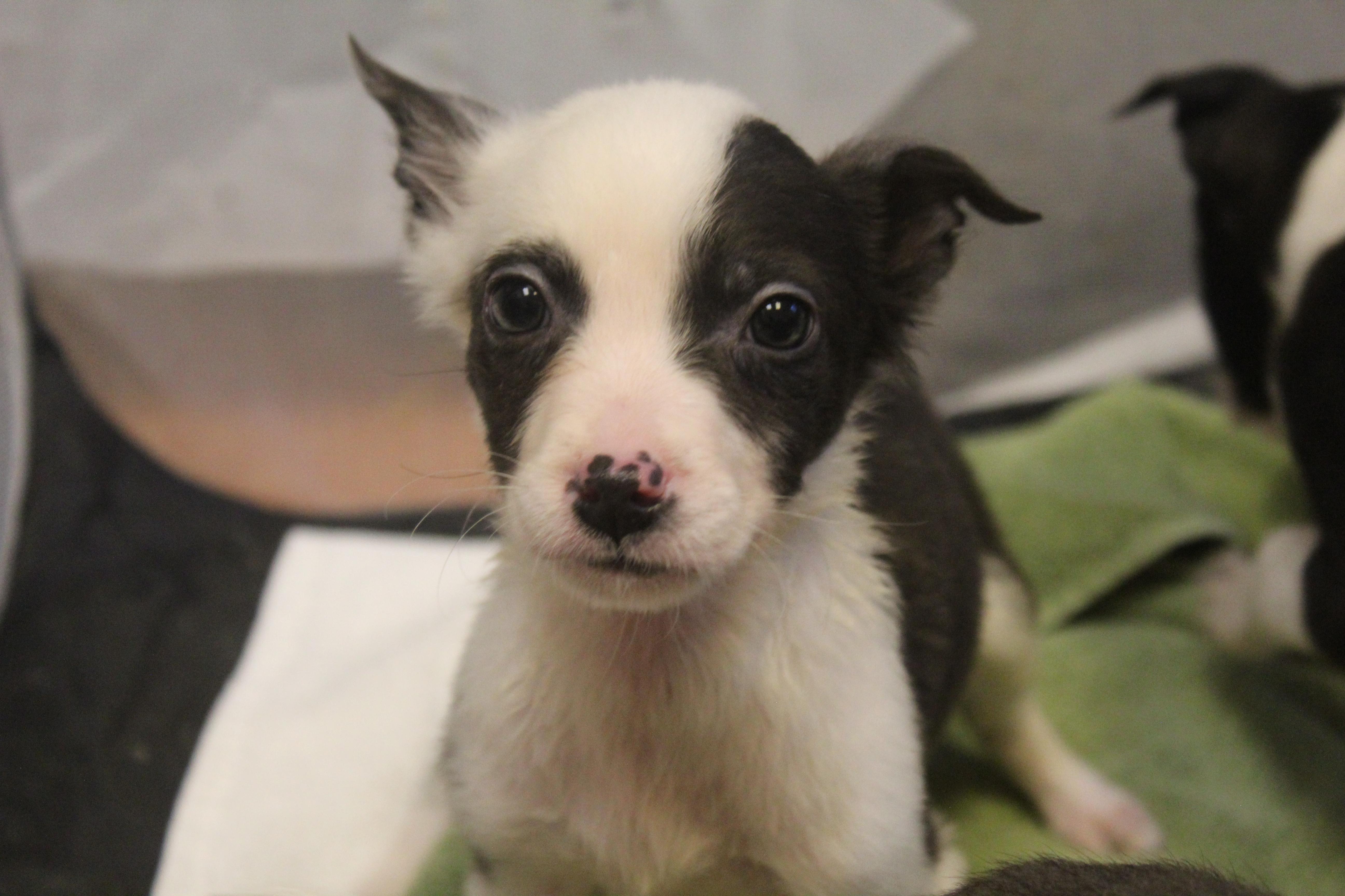 Enlarge Remy, an adopted mixed breed in Yucca Valley, CA image 3/4