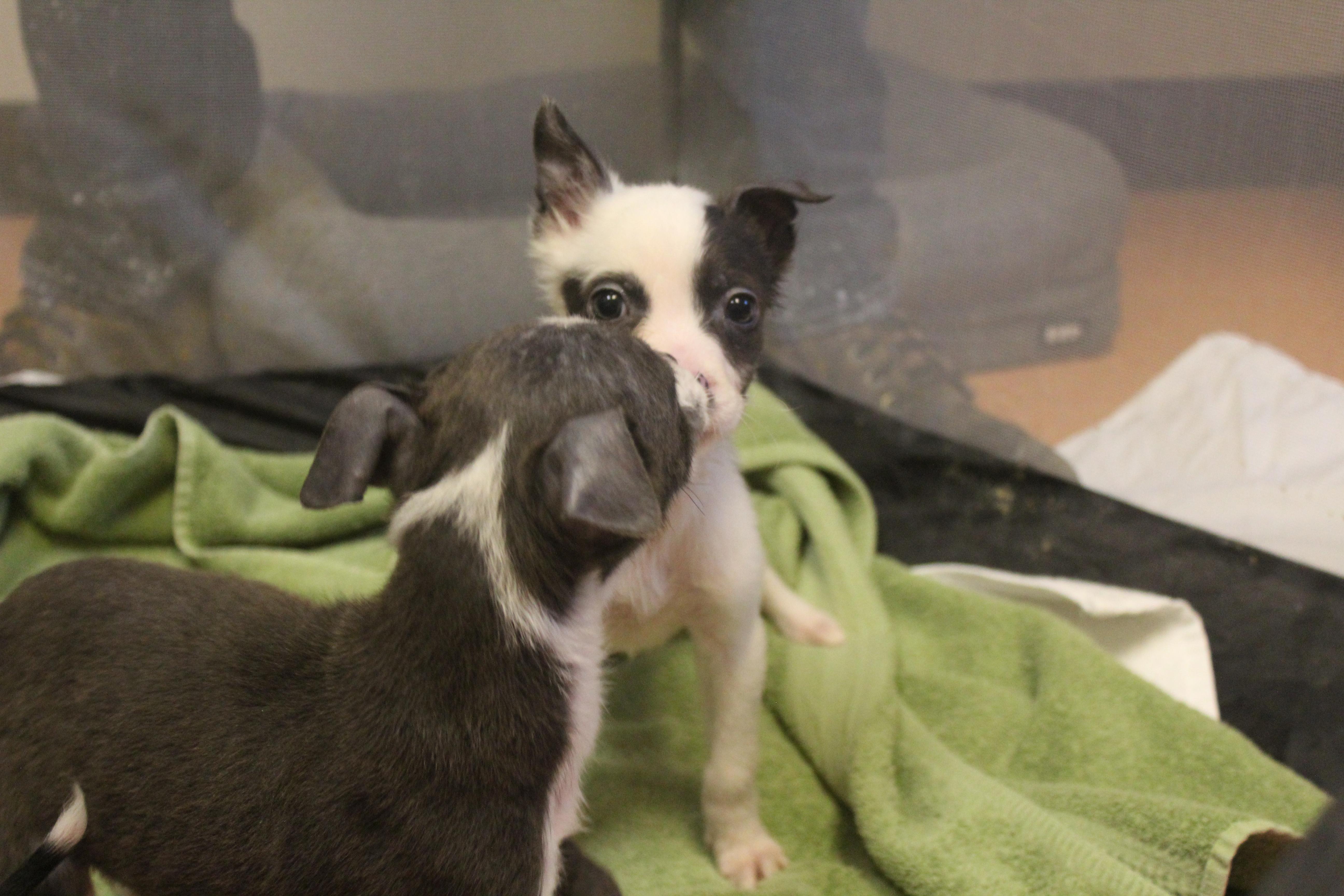 Enlarge Remy, an adopted mixed breed in Yucca Valley, CA image 2/4