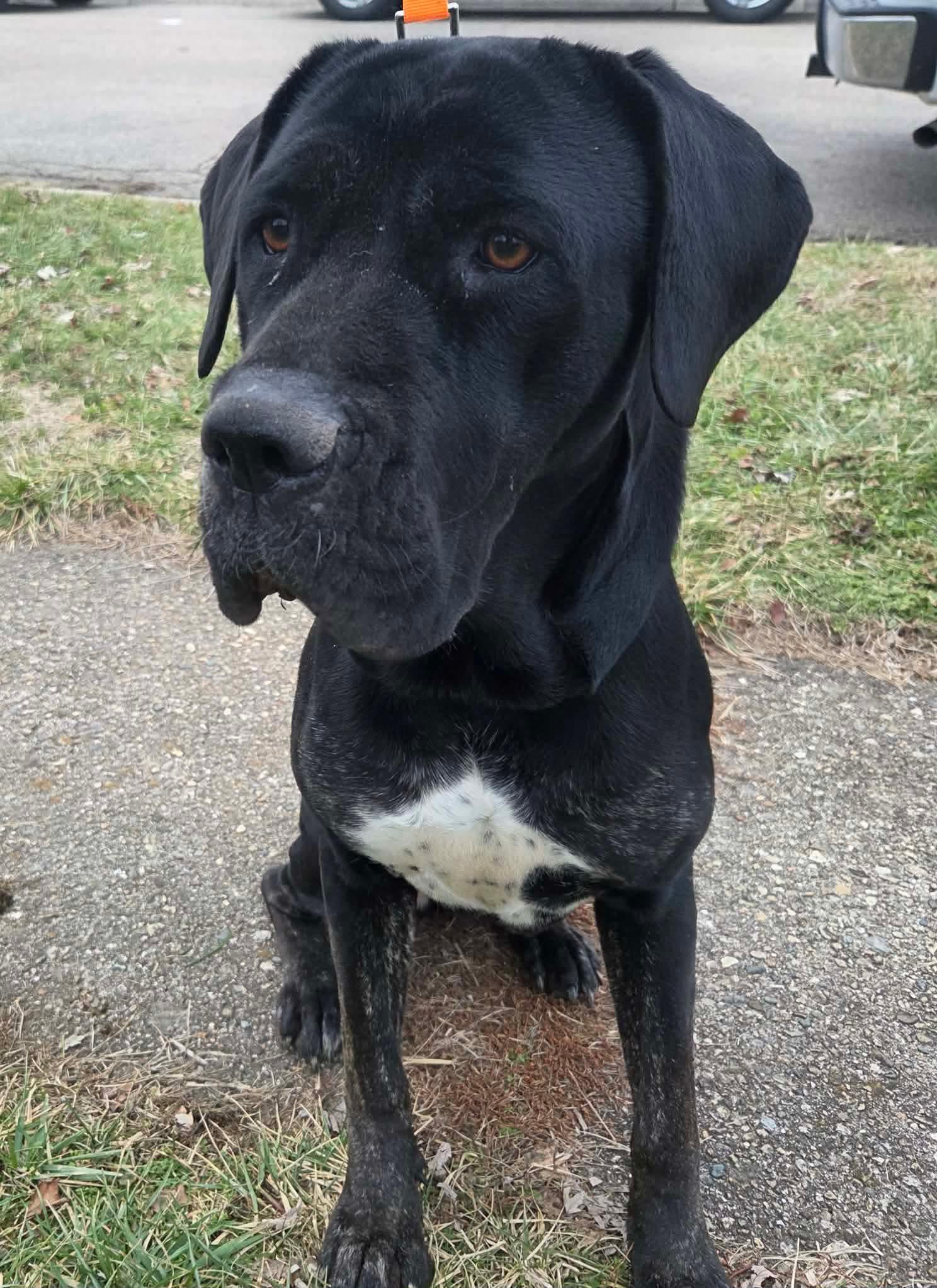 Enlarge Stella, a ADOPTABLE Cane Corso in Dayton, OH image 4/4