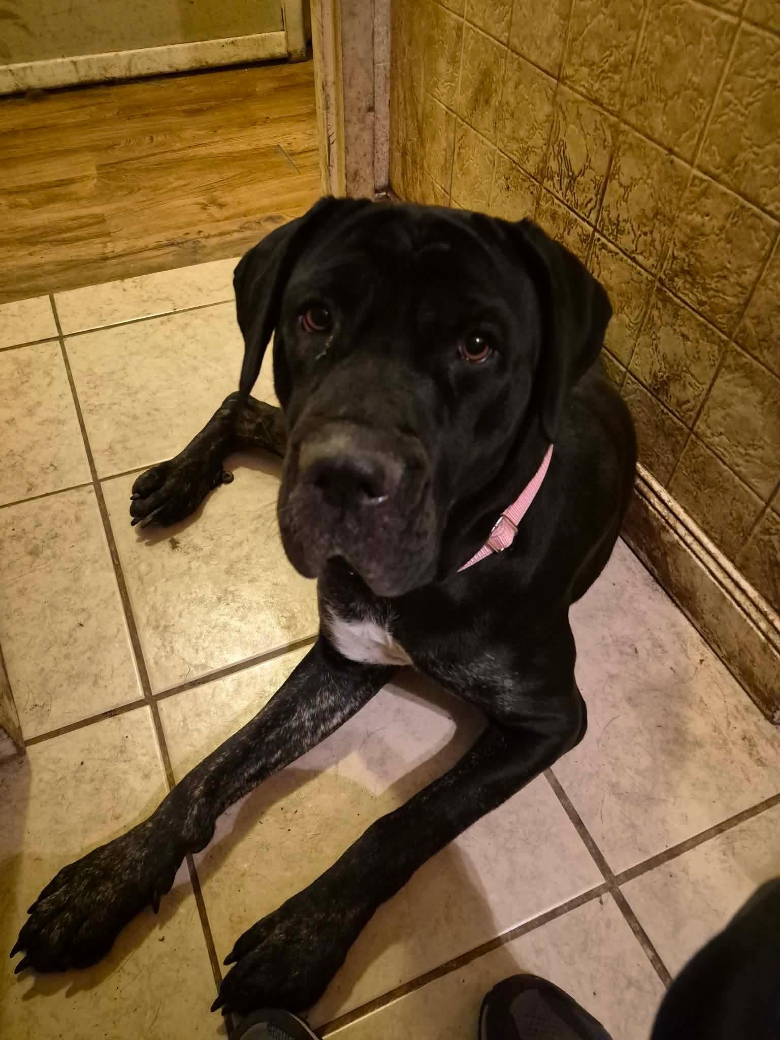 Enlarge Stella, a ADOPTABLE Cane Corso in Dayton, OH image 2/4