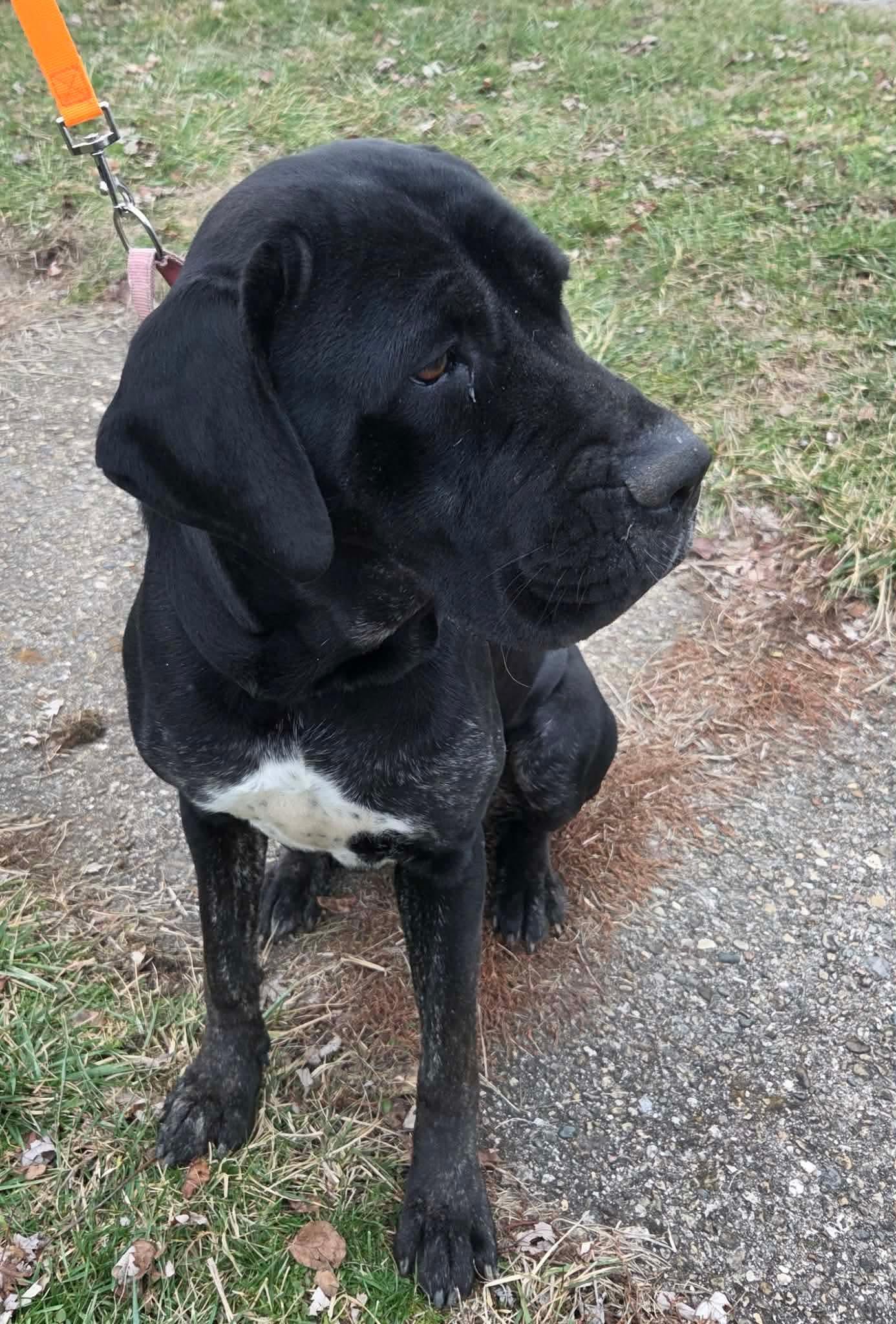 Enlarge Stella, a ADOPTABLE Cane Corso in Dayton, OH image 3/4