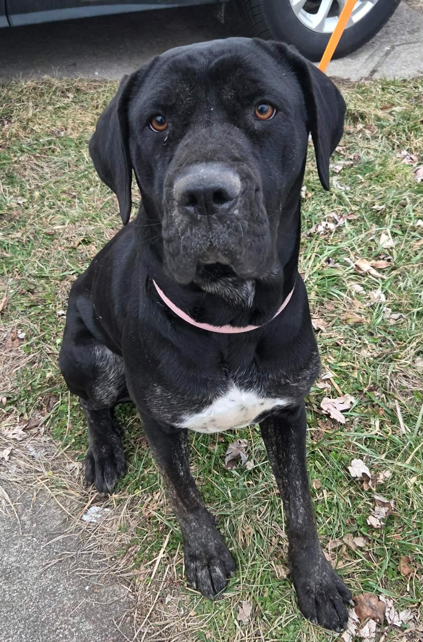 Enlarge Stella, a ADOPTABLE Cane Corso in Dayton, OH image 1/4