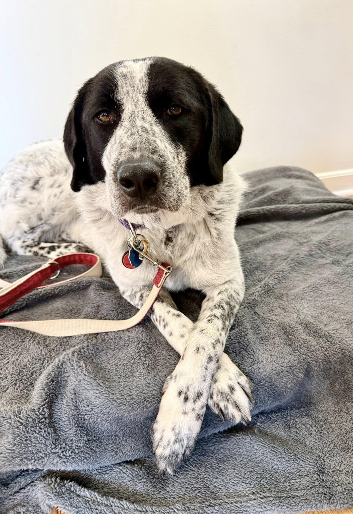 Lucy, Adoptable, Young Female Retriever.