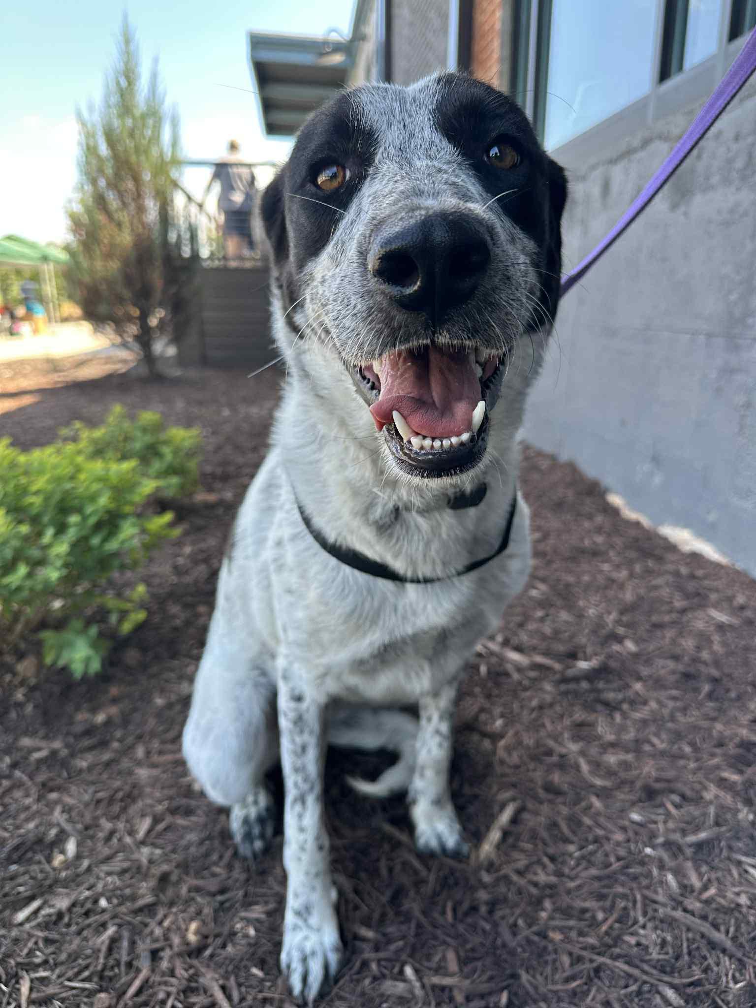 Lucy, Adoptable, Young Female Retriever.