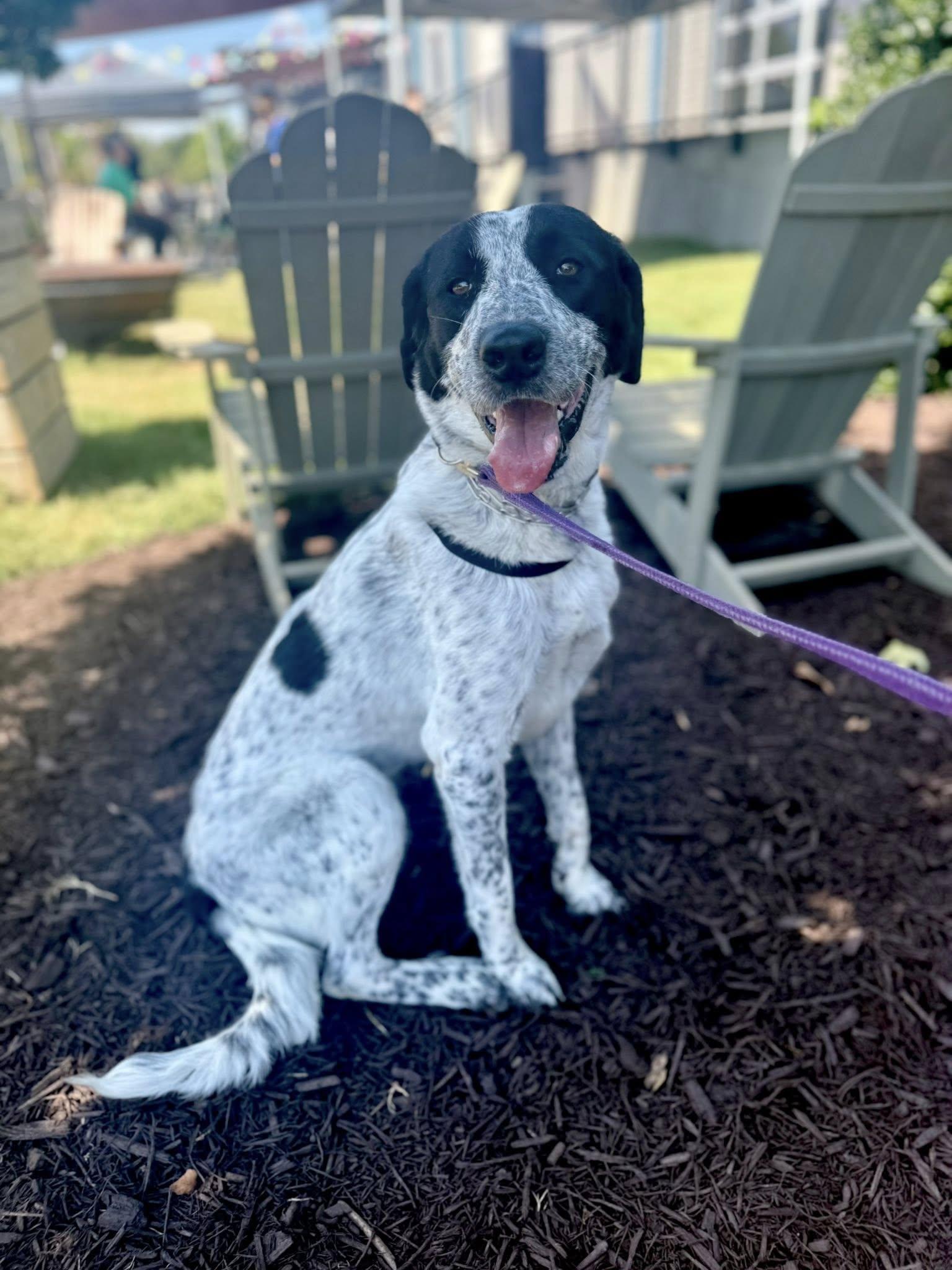 Lucy, a Adoptable Retriever in Greenville, SC image 2/3
