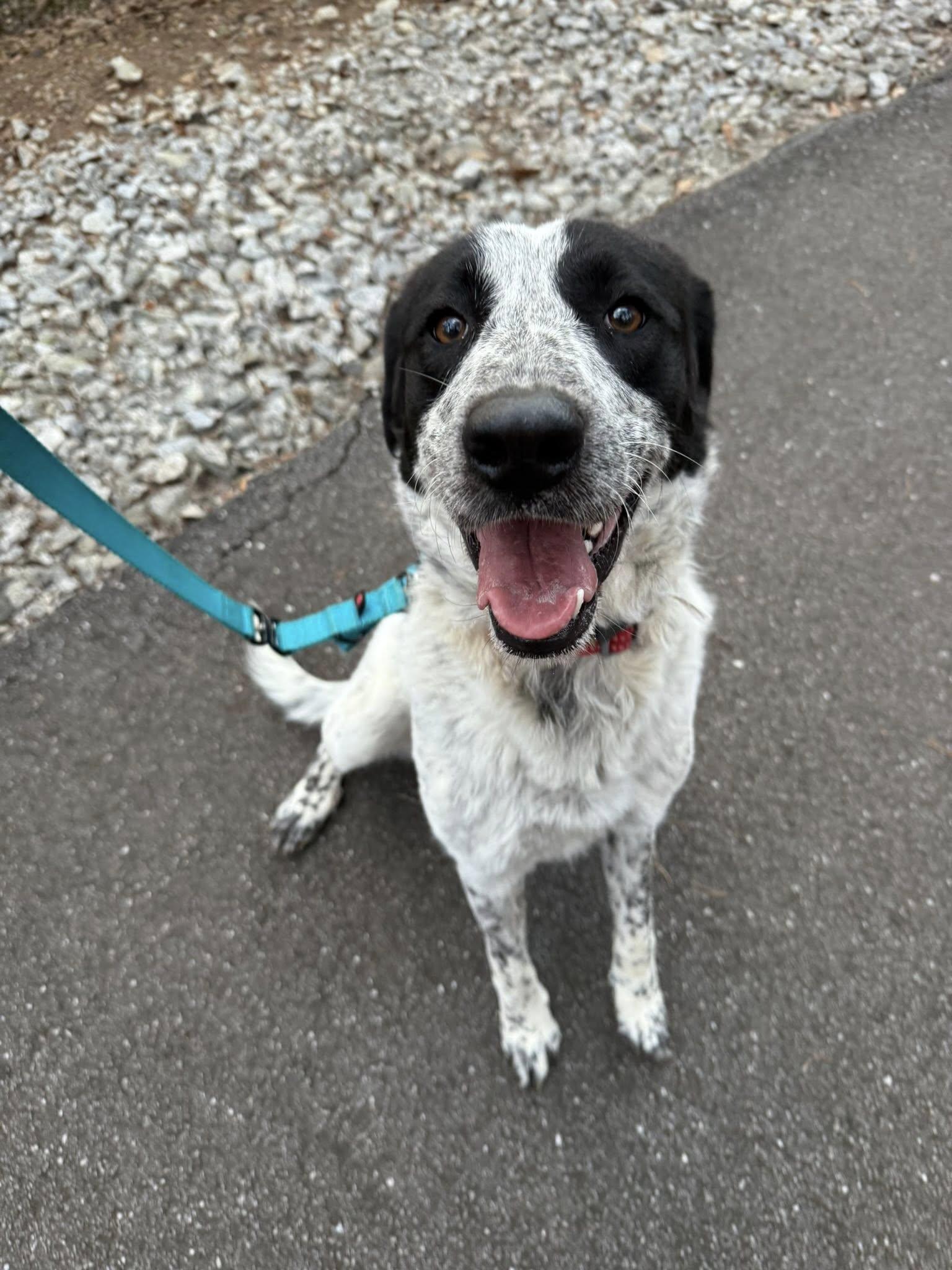 Enlarge Lucy, a Adopted Retriever in Greenville, SC image 2/3