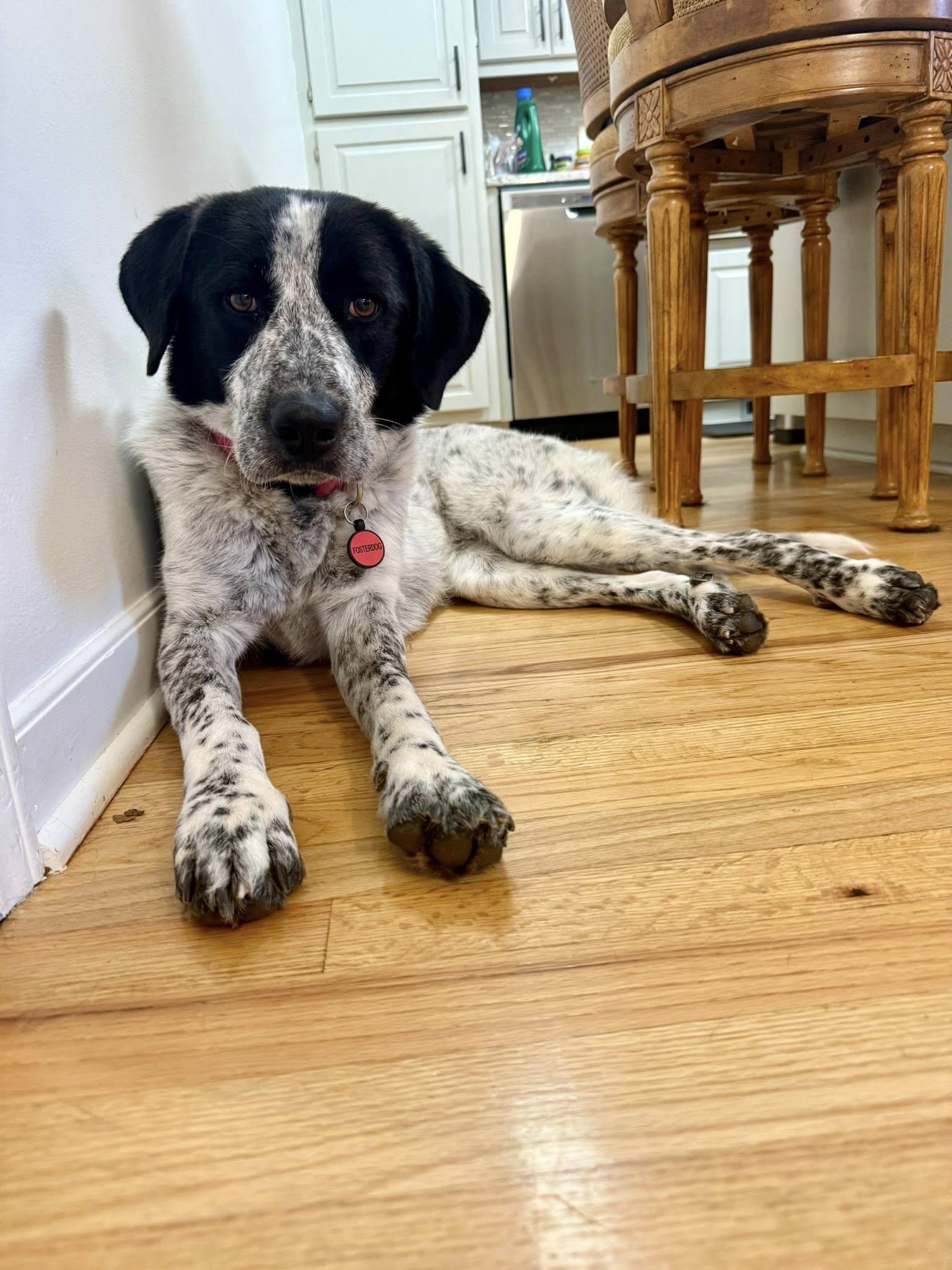 Enlarge Lucy, a Adopted Retriever in Greenville, SC image 3/3