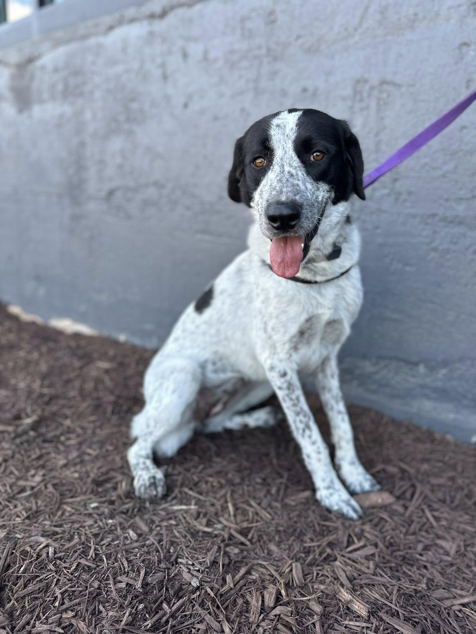 Lucy, a Adoptable Retriever in Greenville, SC image 3/3