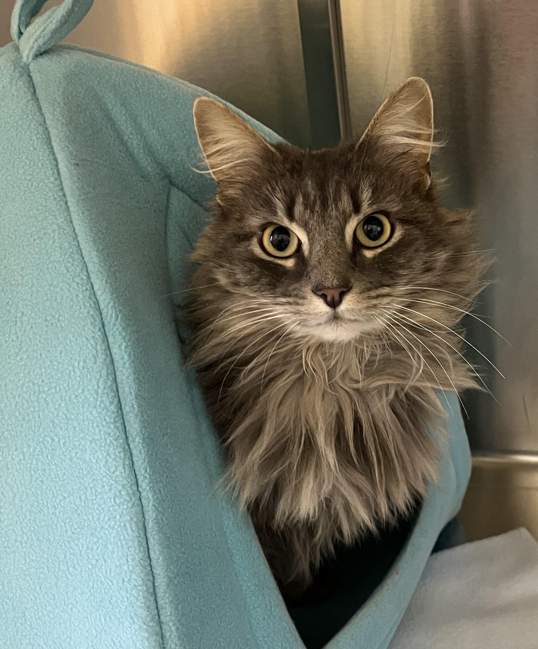 Enlarge Binx, an adopted Domestic Long Hair in Scituate, MA image 1/1