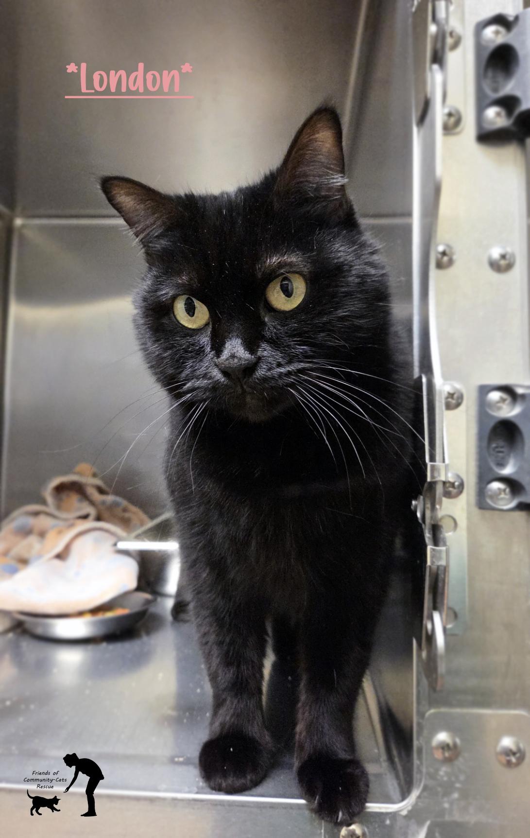 London, ADOPTABLE, Adult Female Domestic Short Hair.