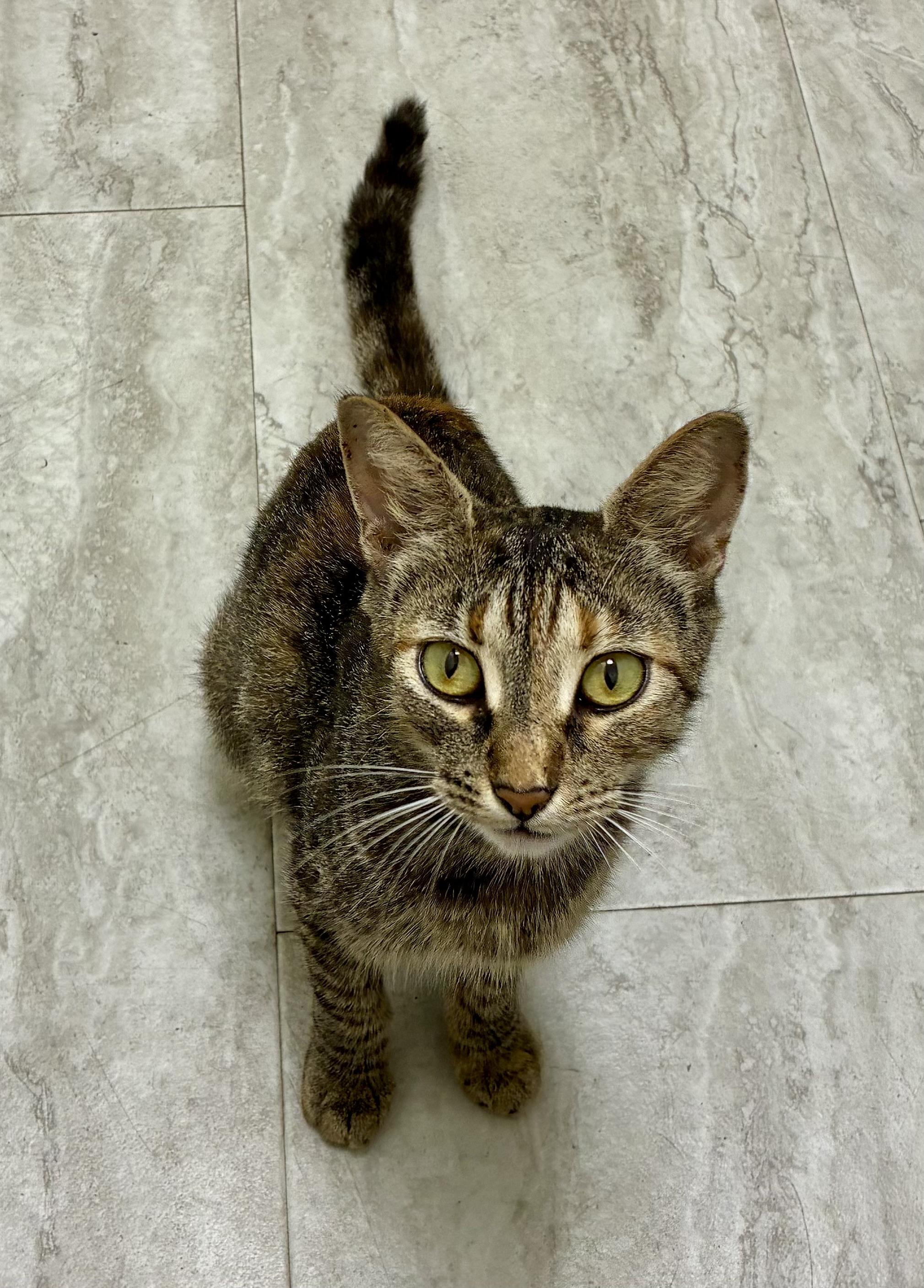 KITTENS, ADOPTABLE, Young Male Domestic Short Hair.