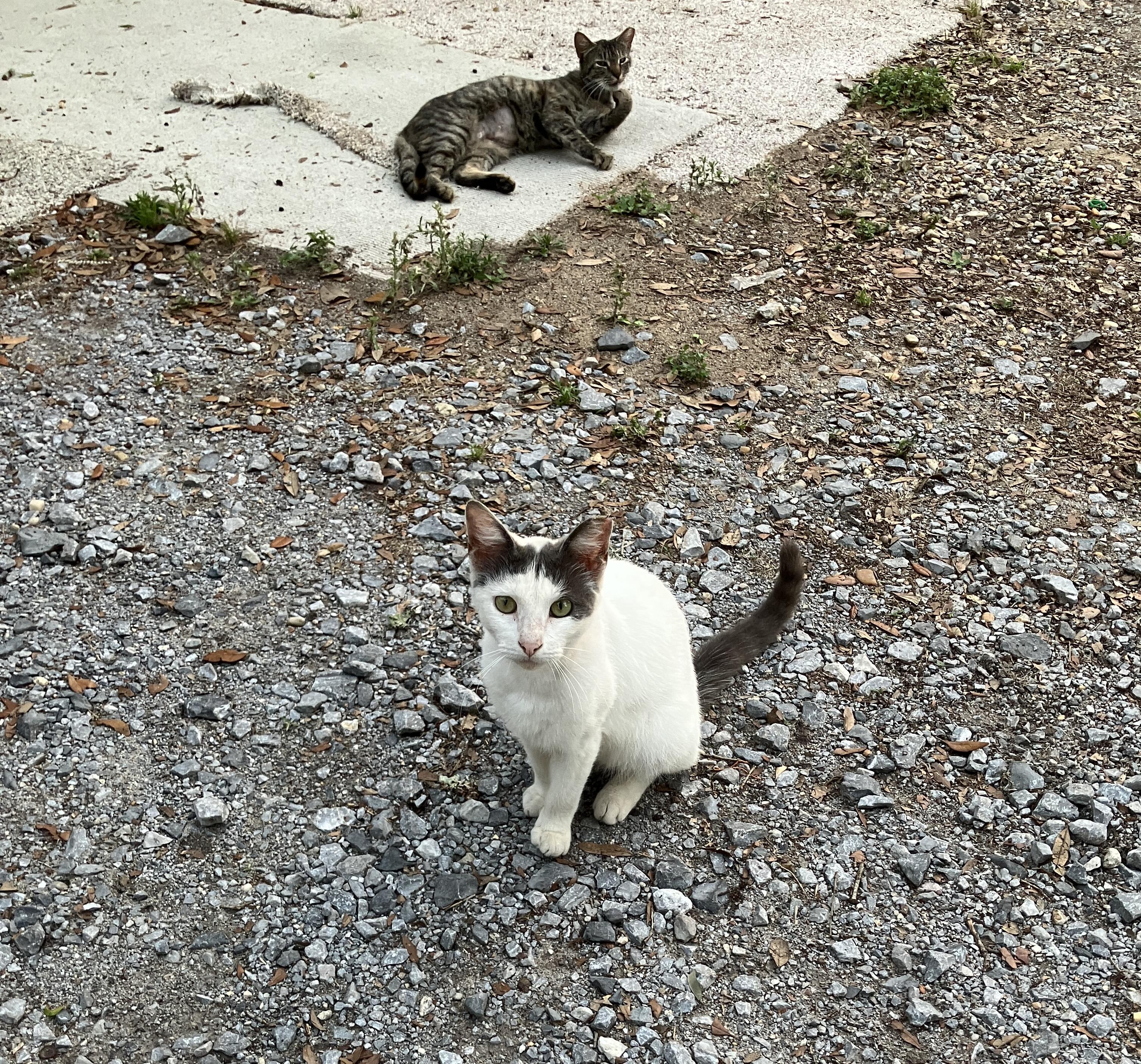 KITTENS, a ADOPTABLE Domestic Short Hair in pensacola, FL image 2/6