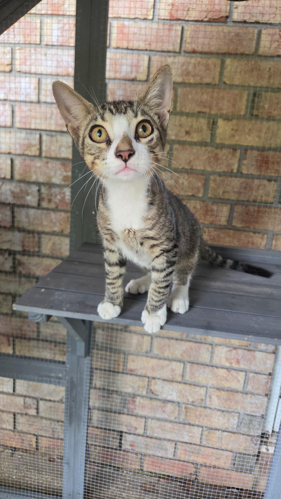 KITTENS, ADOPTABLE, Young Male Domestic Short Hair.