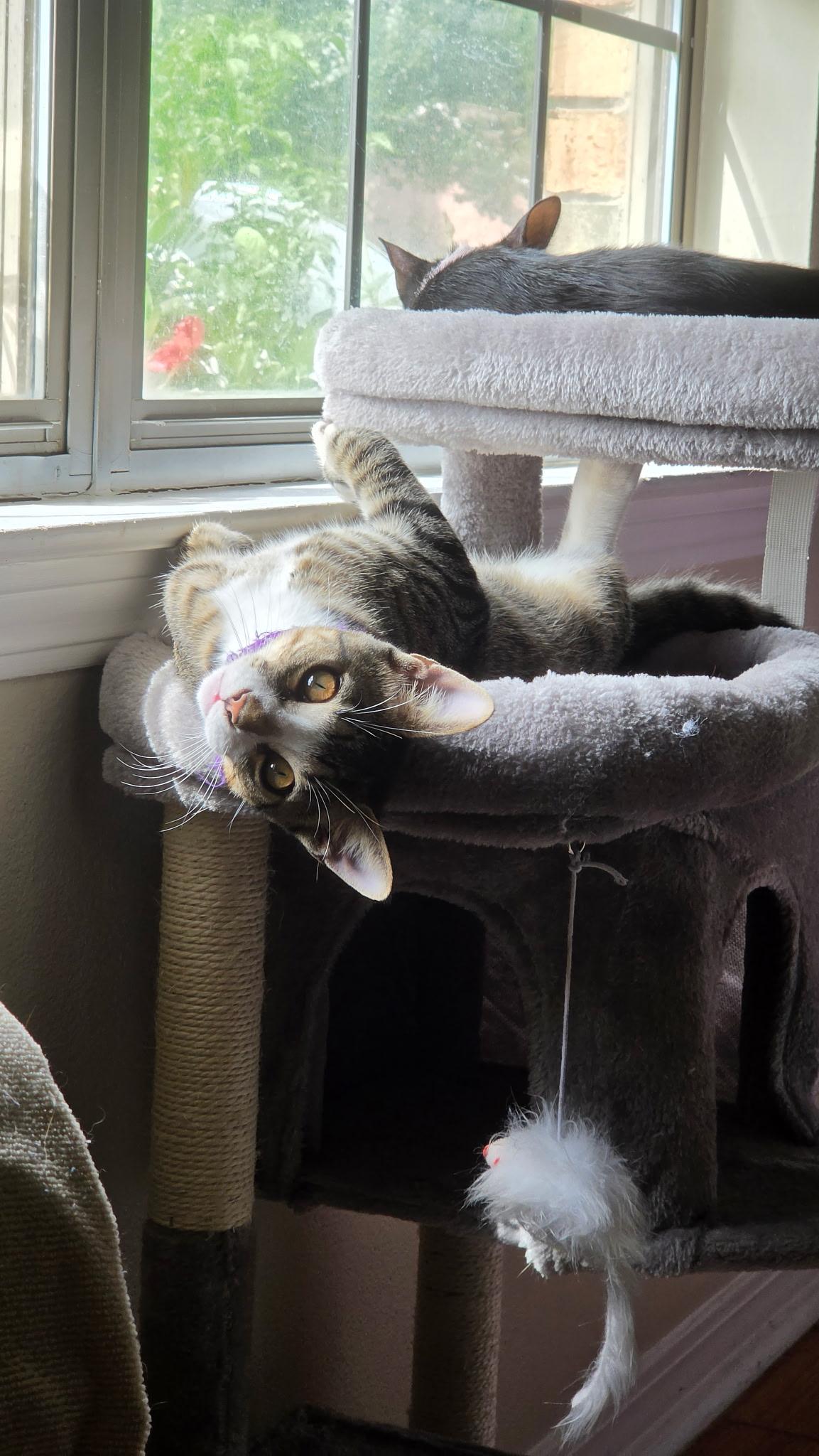 Enlarge KITTENS, a Adoptable Domestic Short Hair in pensacola, FL image 4/6