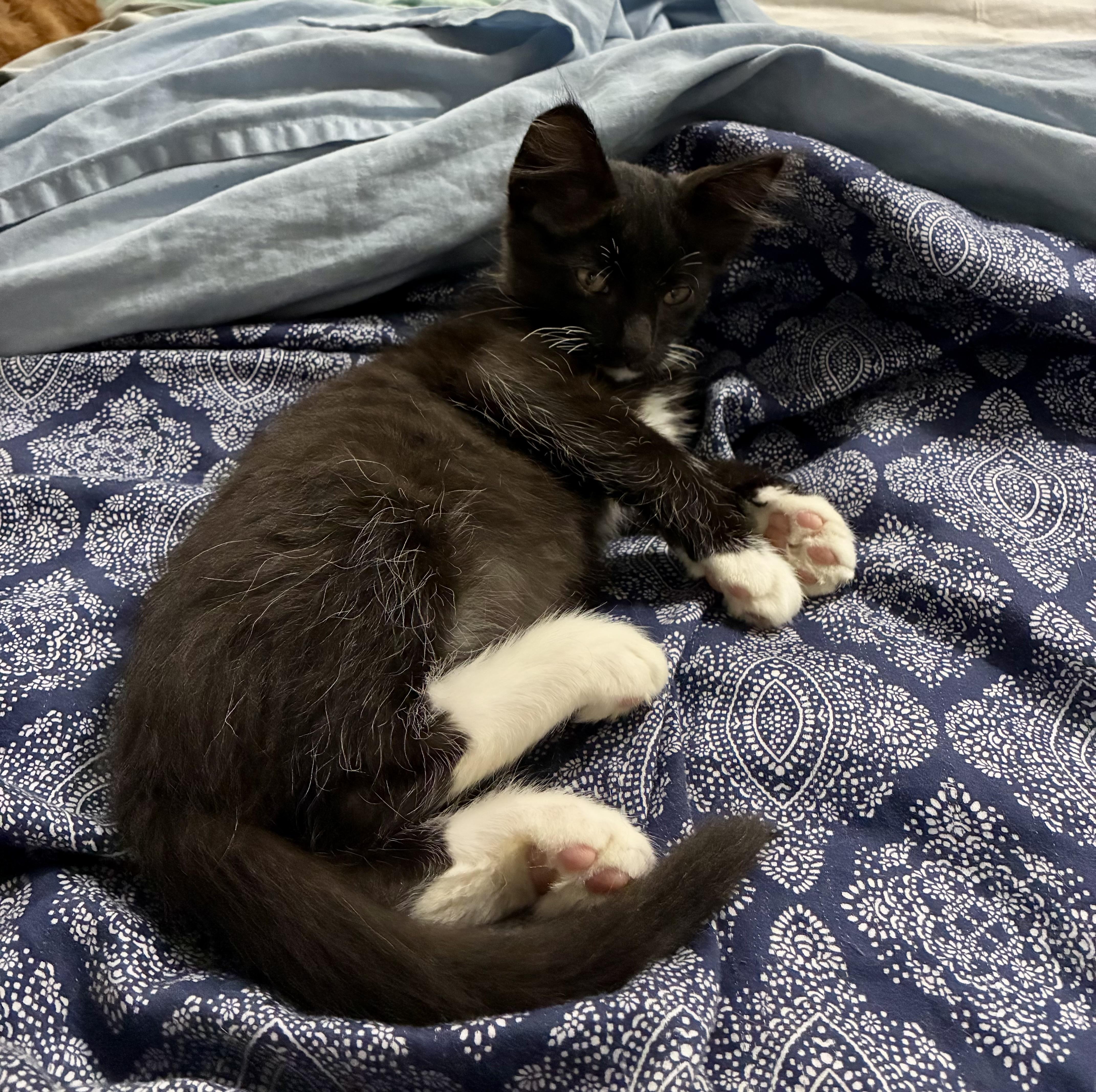 KITTENS, a ADOPTABLE Domestic Short Hair in pensacola, FL image 3/6