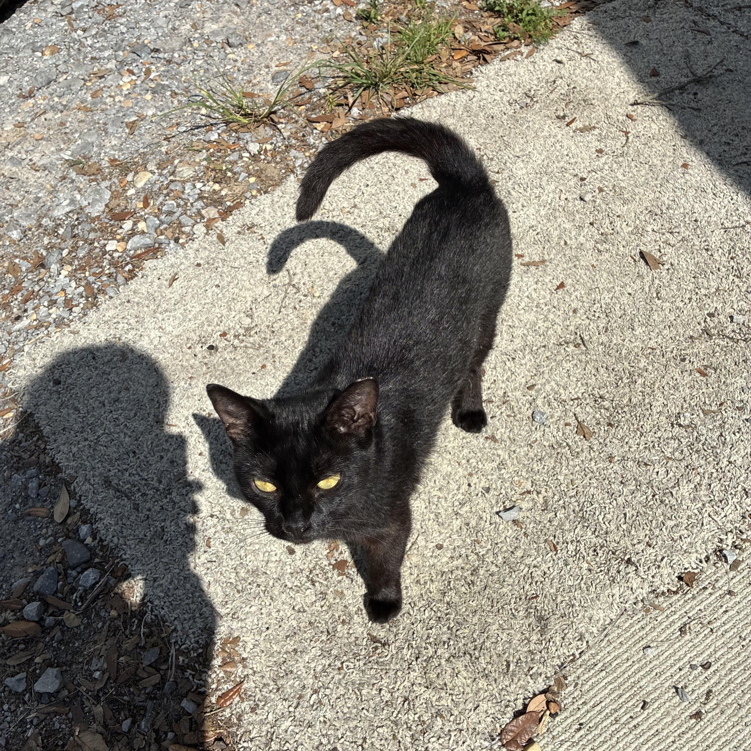 KITTENS, a ADOPTABLE Domestic Short Hair in pensacola, FL image 6/6