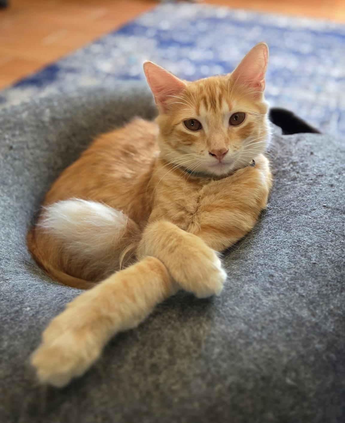Enlarge KITTENS, a Adoptable Domestic Short Hair in pensacola, FL image 5/6