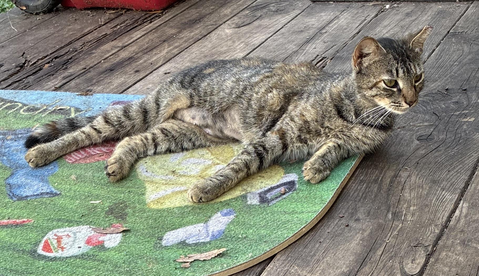 KITTENS, a ADOPTABLE Domestic Short Hair in pensacola, FL image 5/6