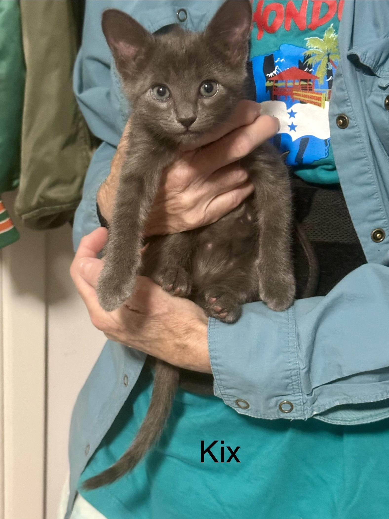 Enlarge KITTENS, a ADOPTABLE Domestic Short Hair in pensacola, FL image 2/6