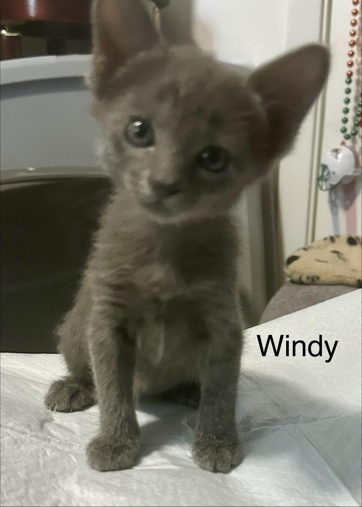 Enlarge KITTENS, a ADOPTABLE Domestic Short Hair in pensacola, FL image 3/6