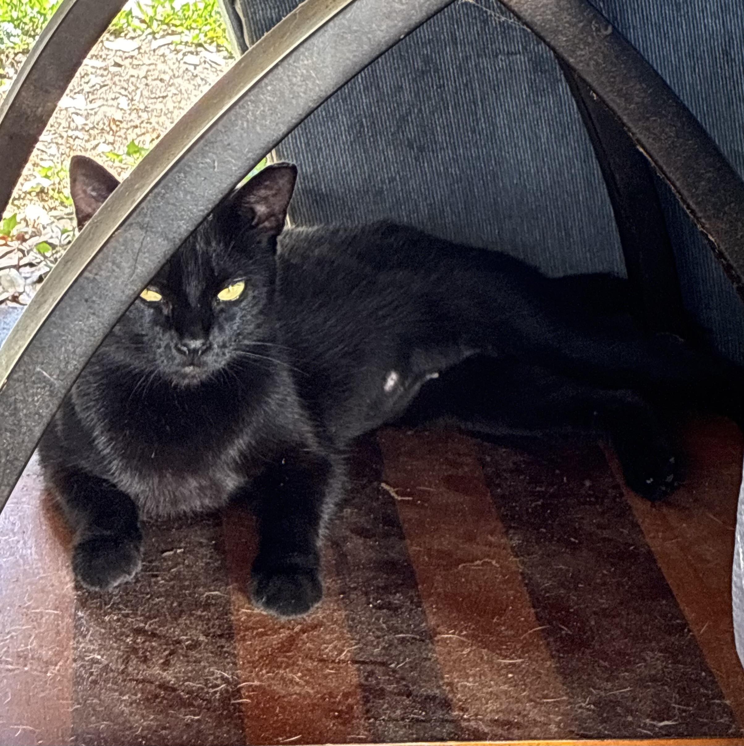 KITTENS, a ADOPTABLE Domestic Short Hair in pensacola, FL image 4/6