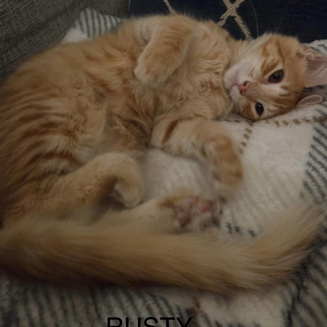 Enlarge KITTENS, a ADOPTABLE Domestic Short Hair in pensacola, FL image 5/6