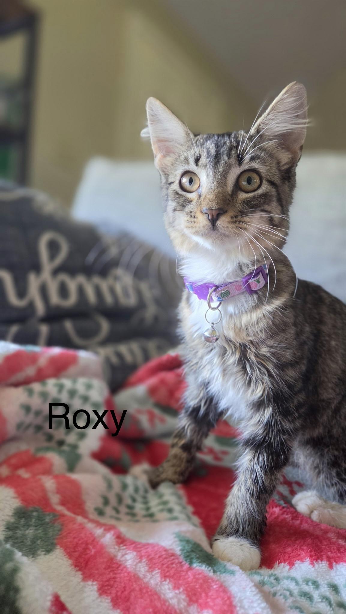 Enlarge KITTENS, a ADOPTABLE Domestic Short Hair in pensacola, FL image 4/6