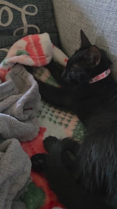 Enlarge KITTENS, a ADOPTABLE Domestic Short Hair in pensacola, FL video 6/6