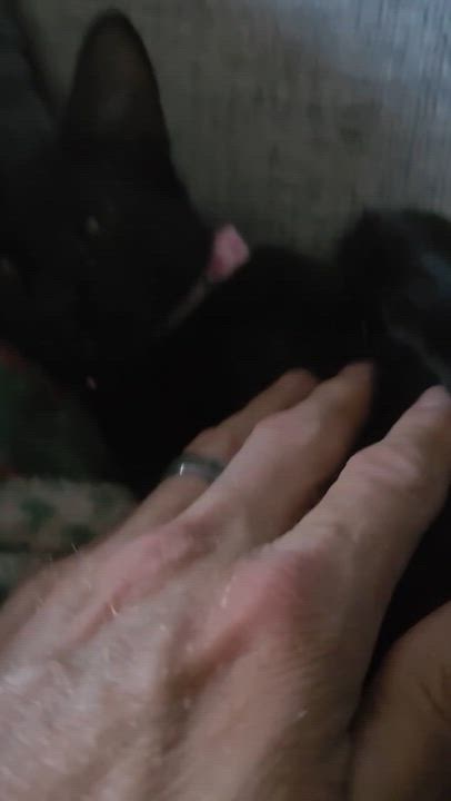 Enlarge KITTENS, a Adoptable Domestic Short Hair in pensacola, FL video 6/6