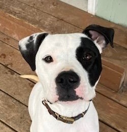 Enlarge Mickey, a Adoptable Pit Bull Terrier in Longview, WA image 1/4
