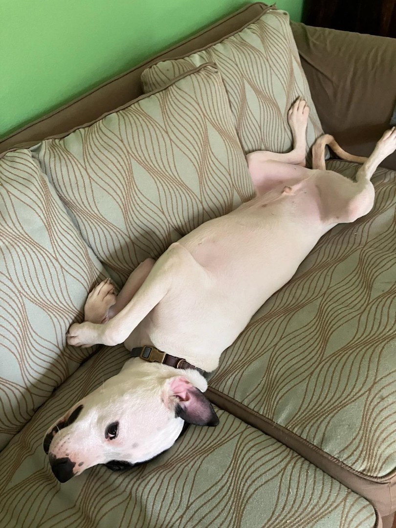 Enlarge Mickey, a Adoptable Pit Bull Terrier in Longview, WA image 2/4